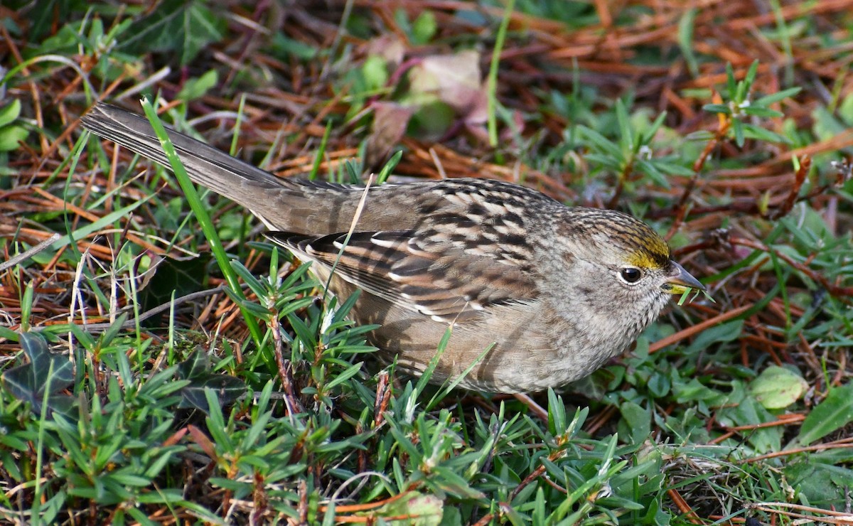 Golden-crowned Sparrow - ML388987561