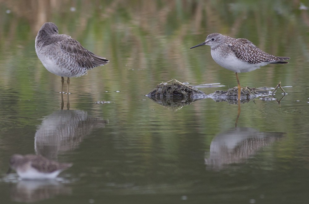 langnebbekkasinsnipe - ML38898761