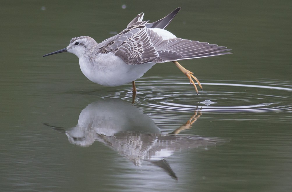 Wilson's Phalarope - ML38898851