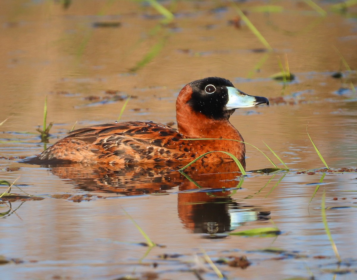 Masked Duck - Elby Anderson A Silva