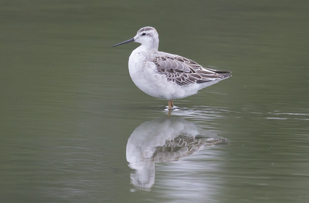 Wilson's Phalarope - ML38898861