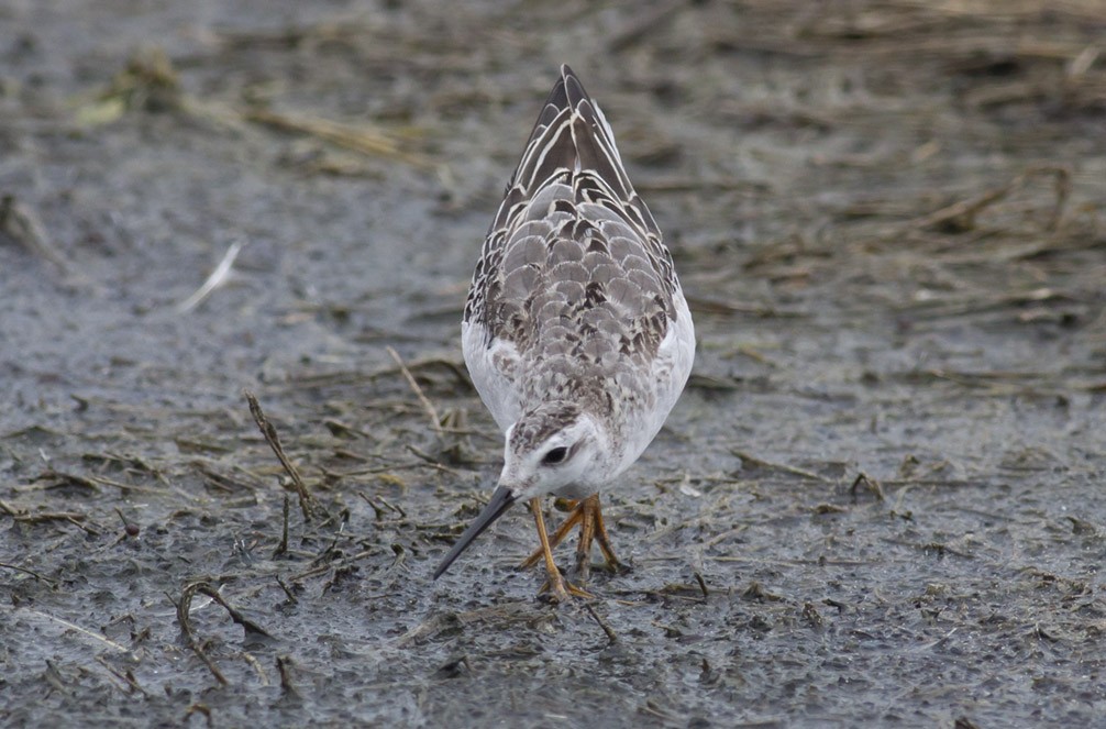 hvithalesvømmesnipe - ML38898871