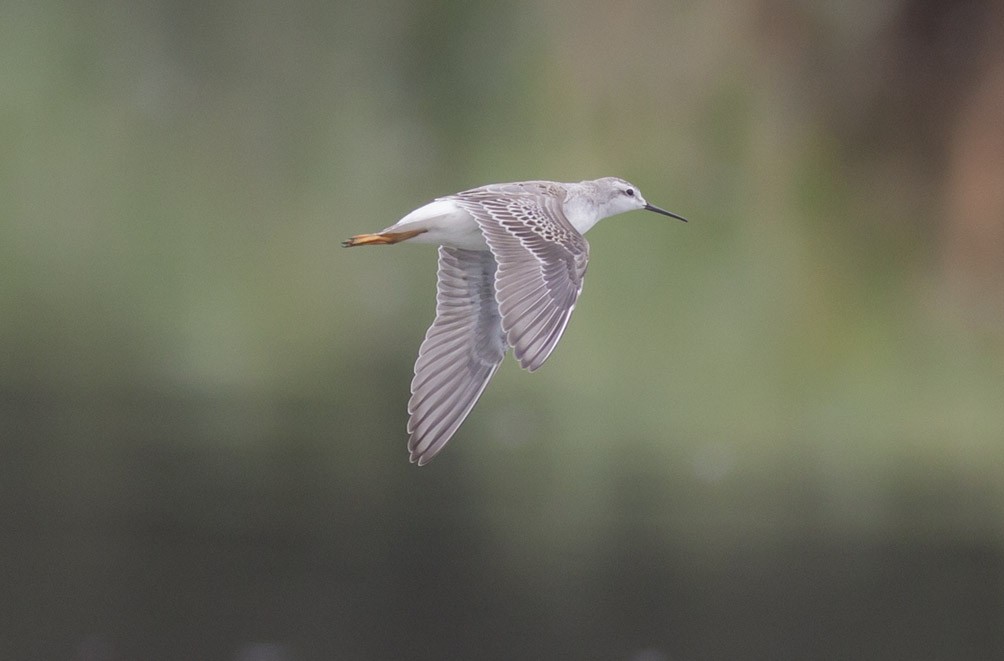 Wilson's Phalarope - ML38898881