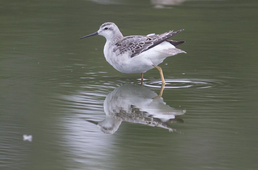 hvithalesvømmesnipe - ML38898891