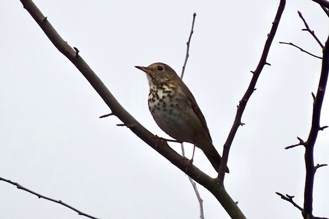 Hermit Thrush - ML388989221