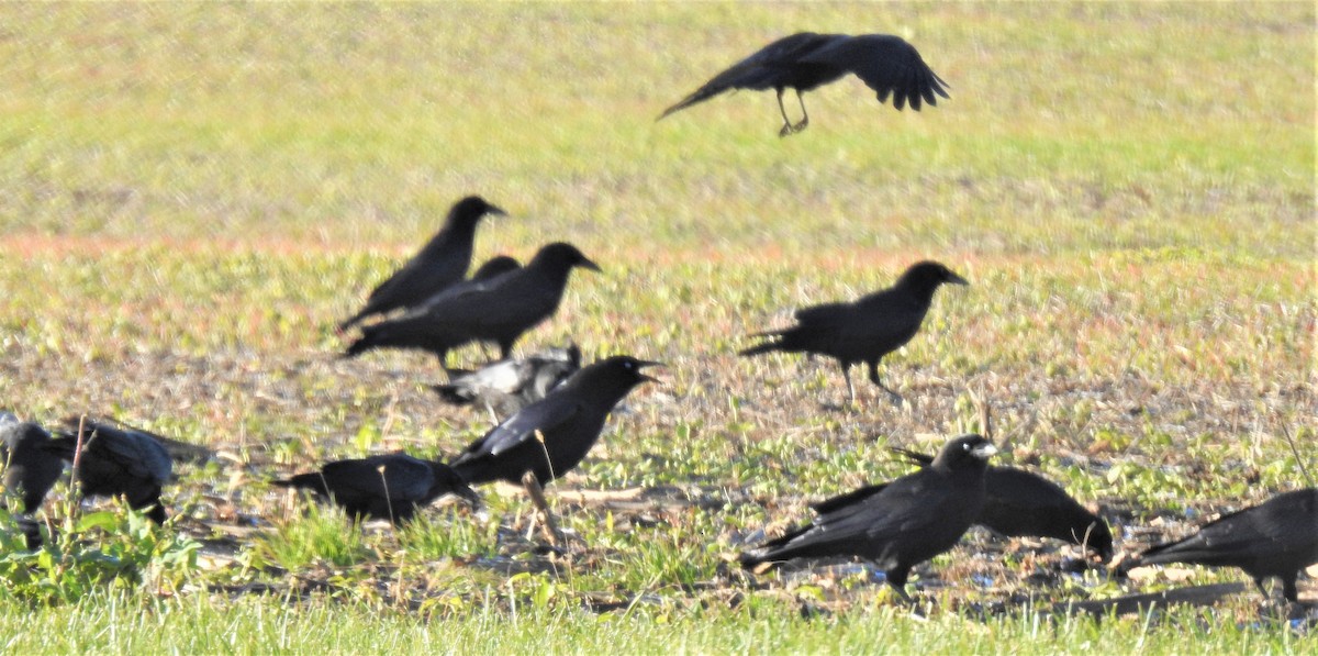 American Crow - ML388989831