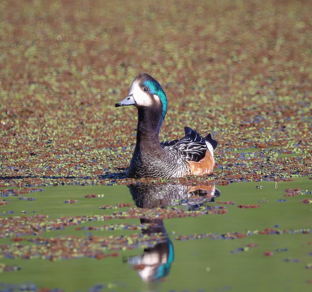 Chiloe Wigeon - ML388990511