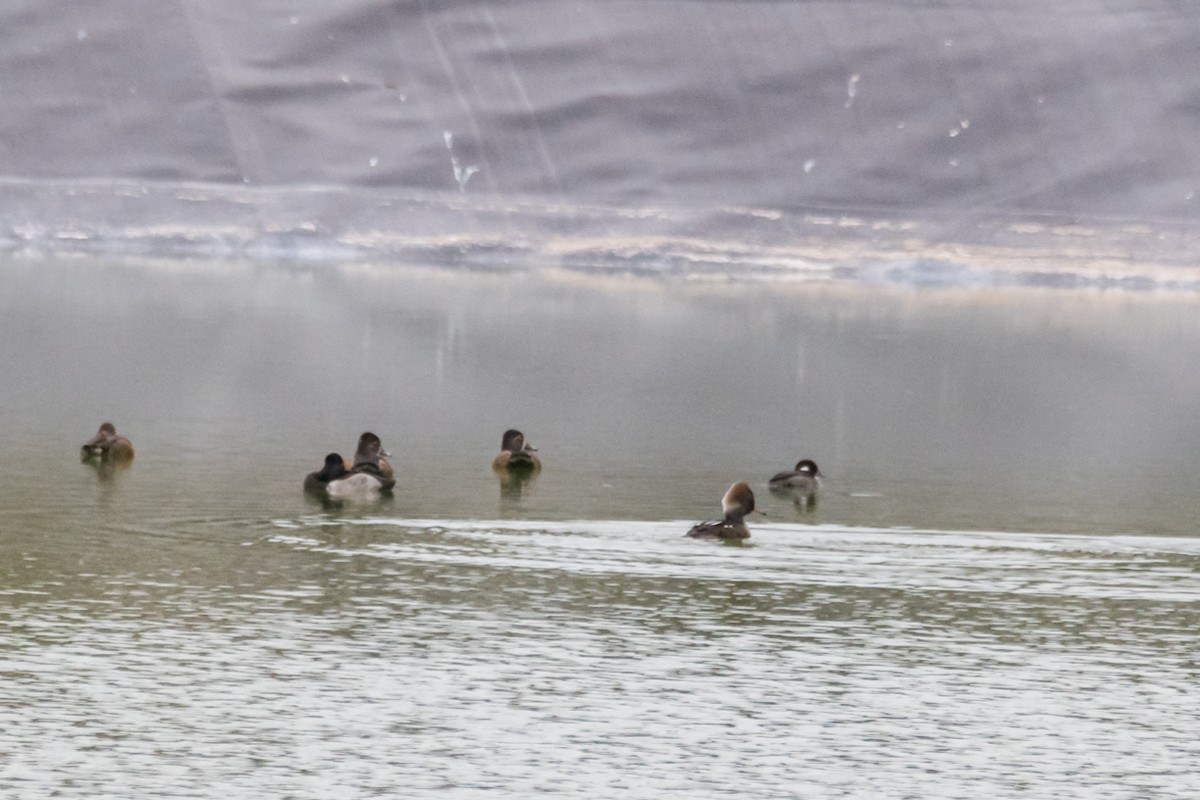 Hooded Merganser - ML388992101