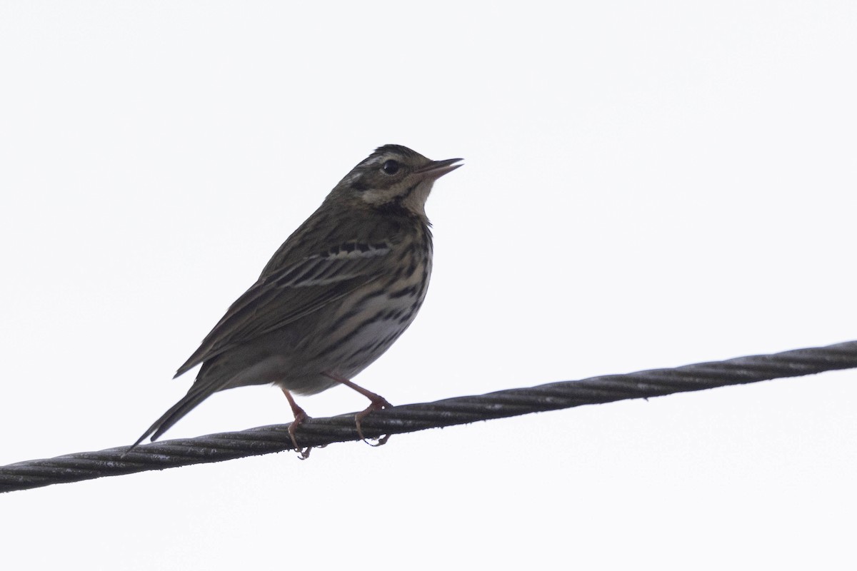 Olive-backed Pipit - Ismail Shariff