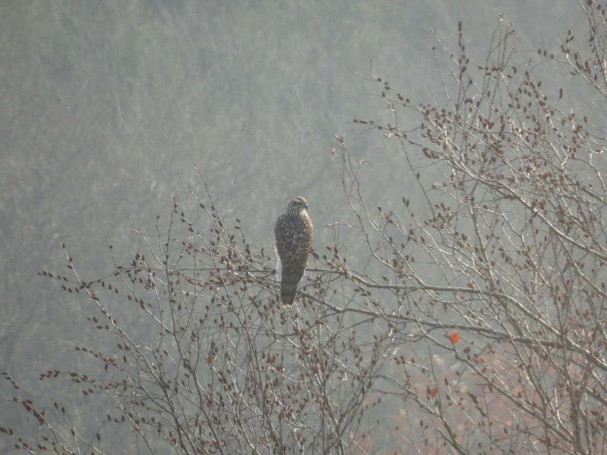 American Goshawk - ML388995421