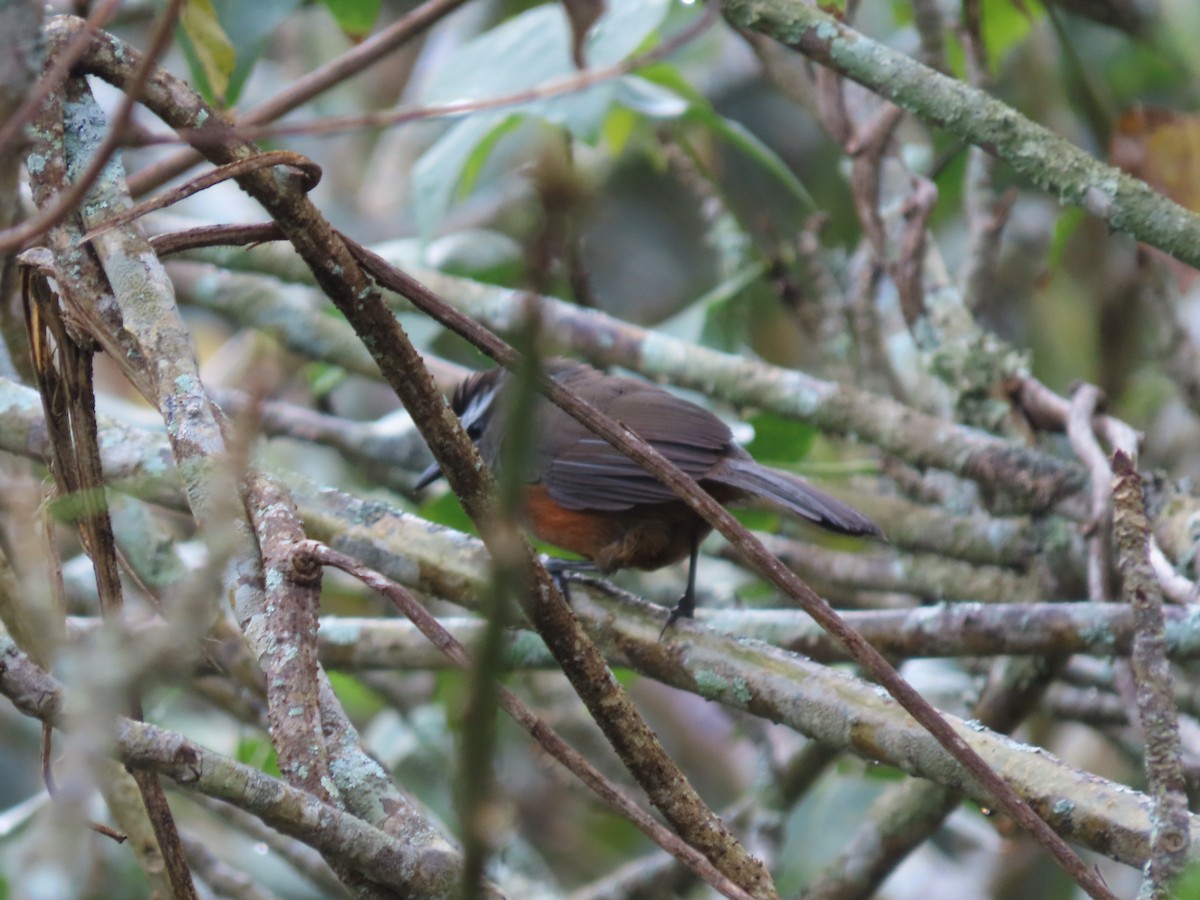 Palani Laughingthrush - ML388995881