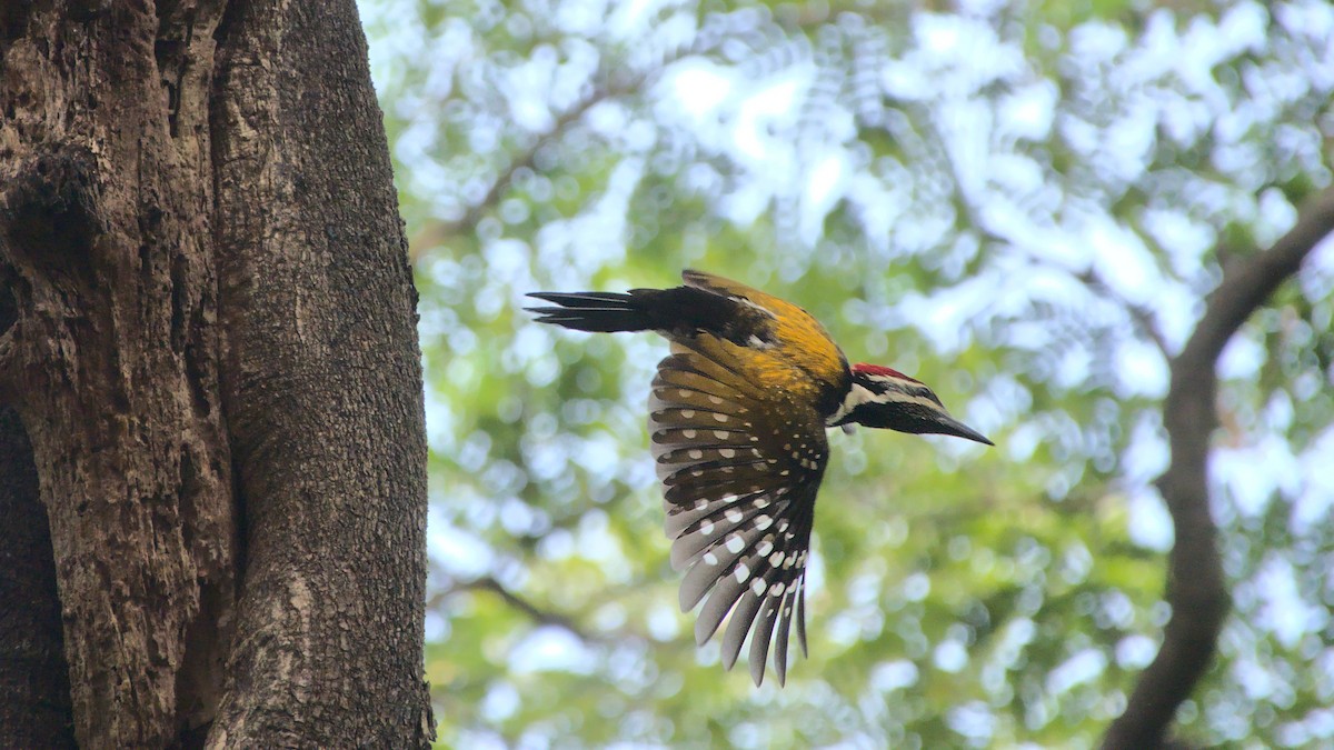 Black-rumped Flameback - ML388996011