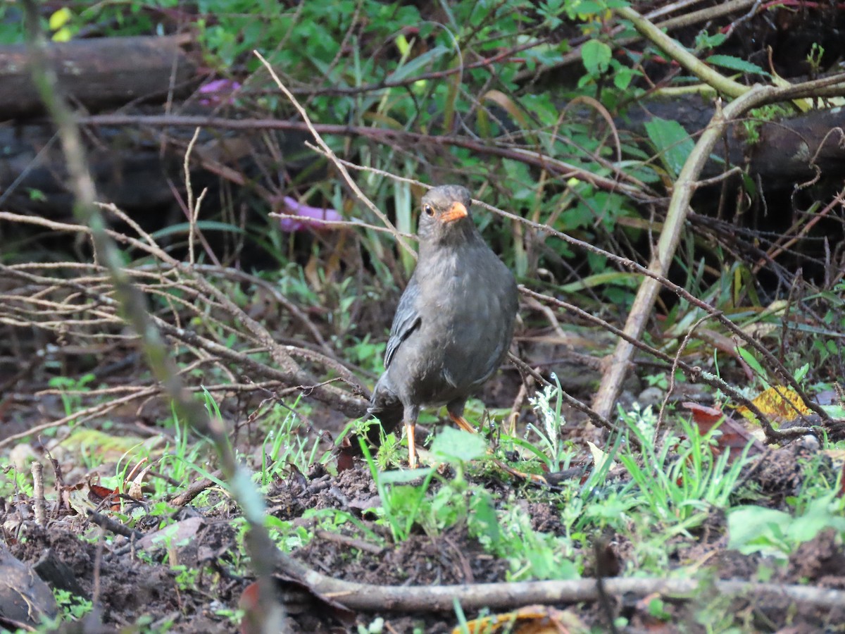 Indian Blackbird - ML388996211