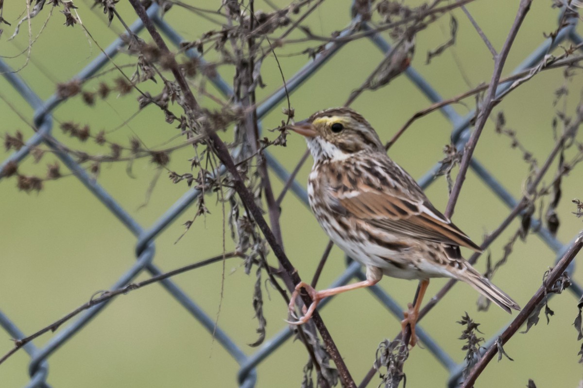 Savannah Sparrow - ML388996611