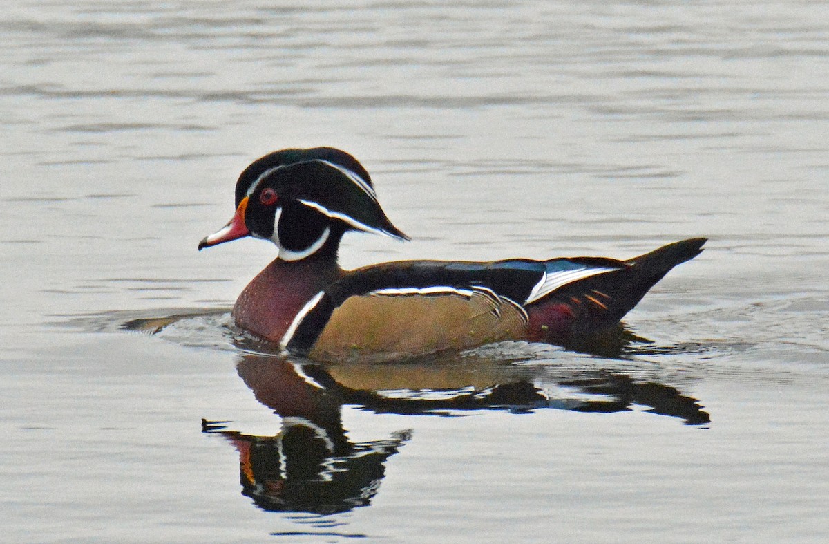 Wood Duck - Michael J Good