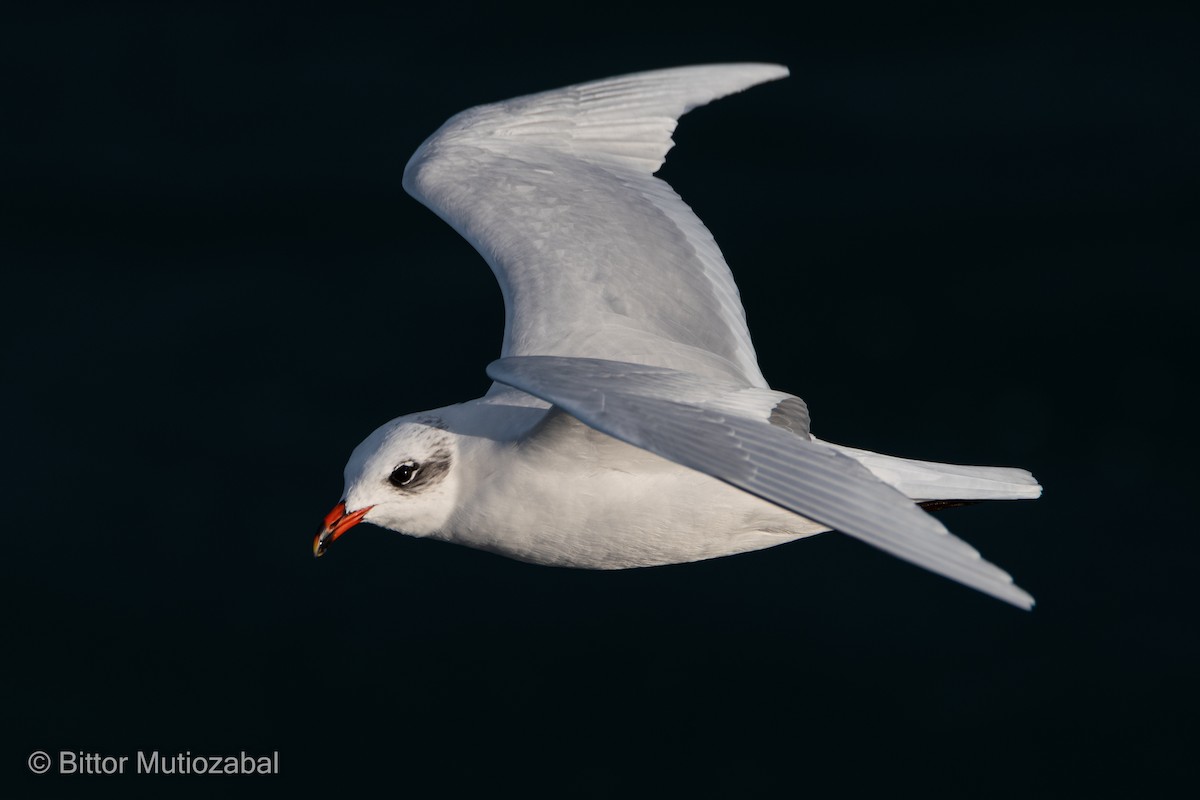 Mediterranean Gull - Bittor Mutiozabal