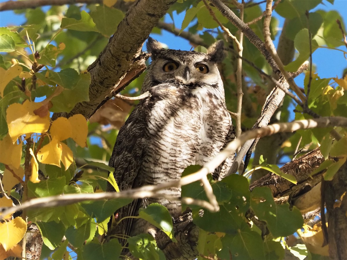 Great Horned Owl - ML388998441