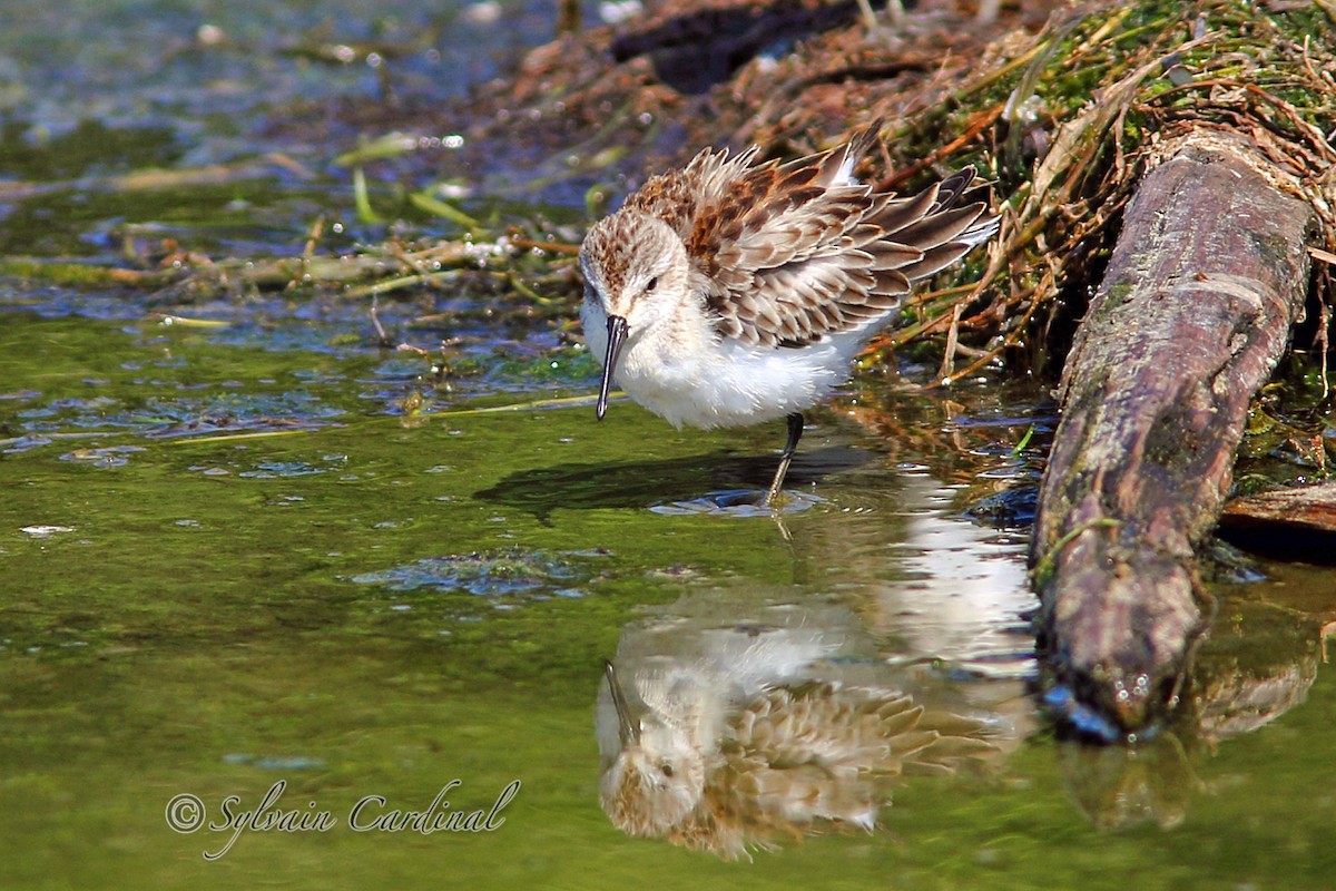 Western Sandpiper - ML38899951