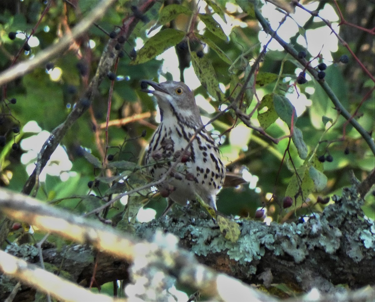 Brown Thrasher - ML389000381