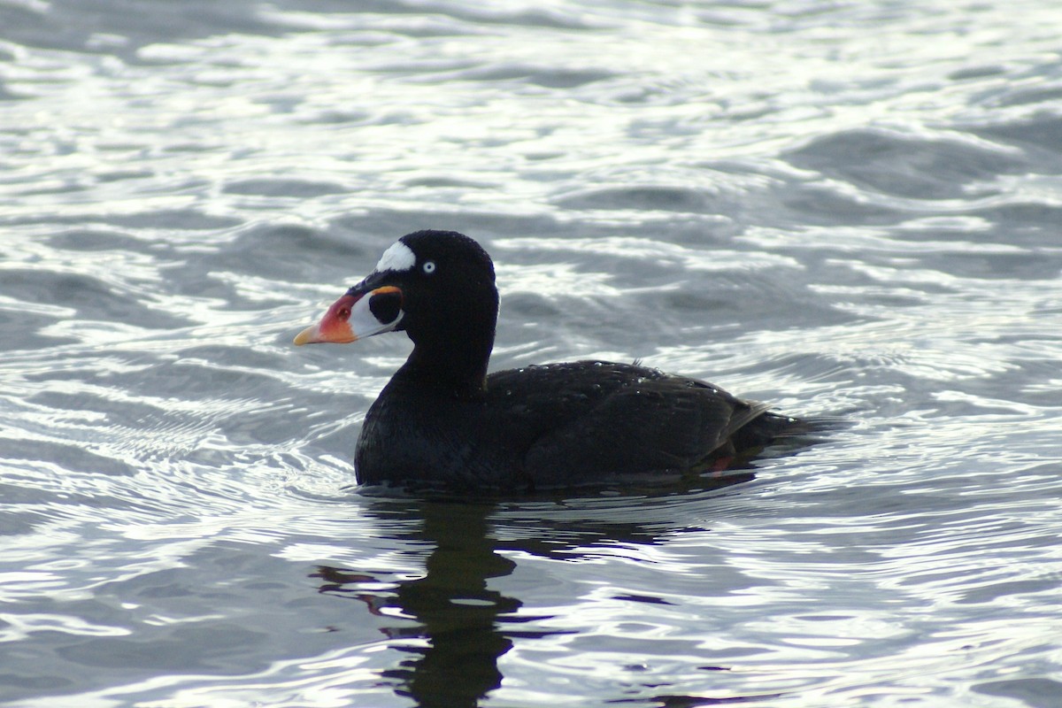 Surf Scoter - Frank Holmes