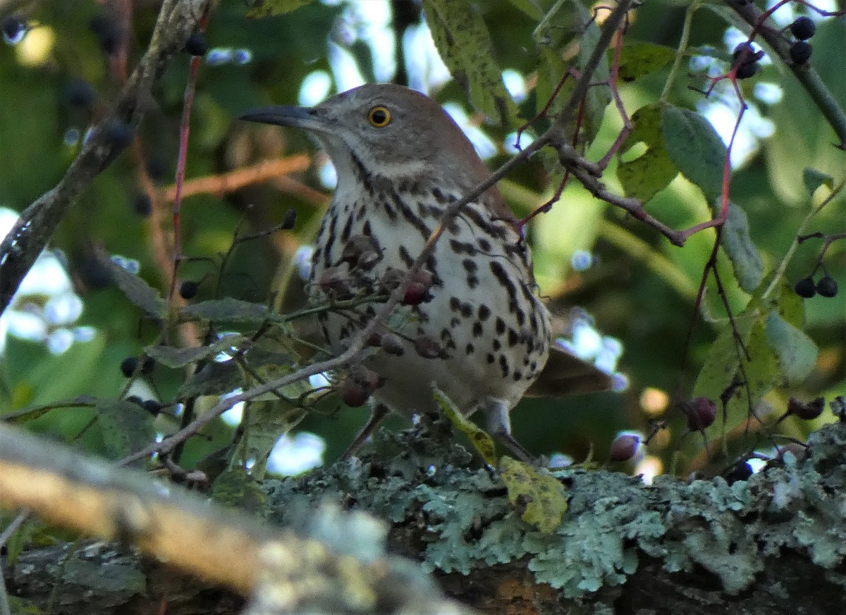 Brown Thrasher - ML389000401