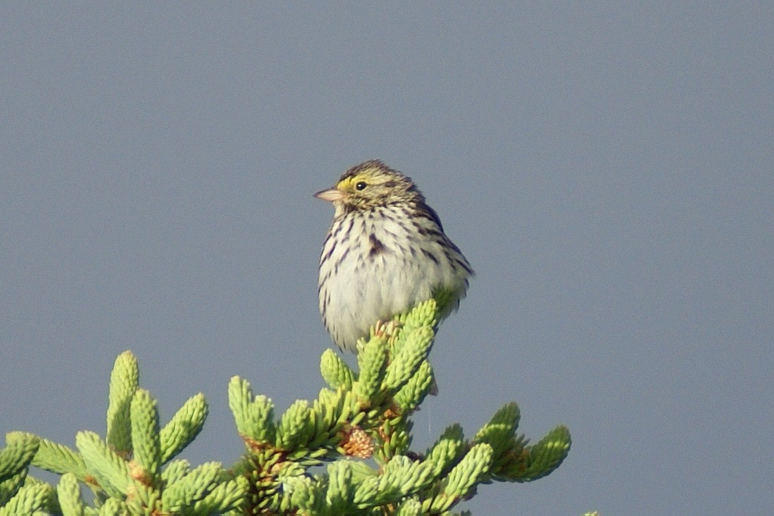 Savannah Sparrow - Frank Holmes