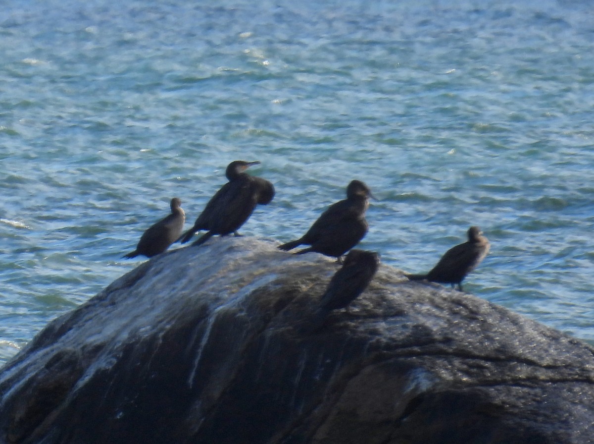 Great Cormorant (North Atlantic) - ML389000871