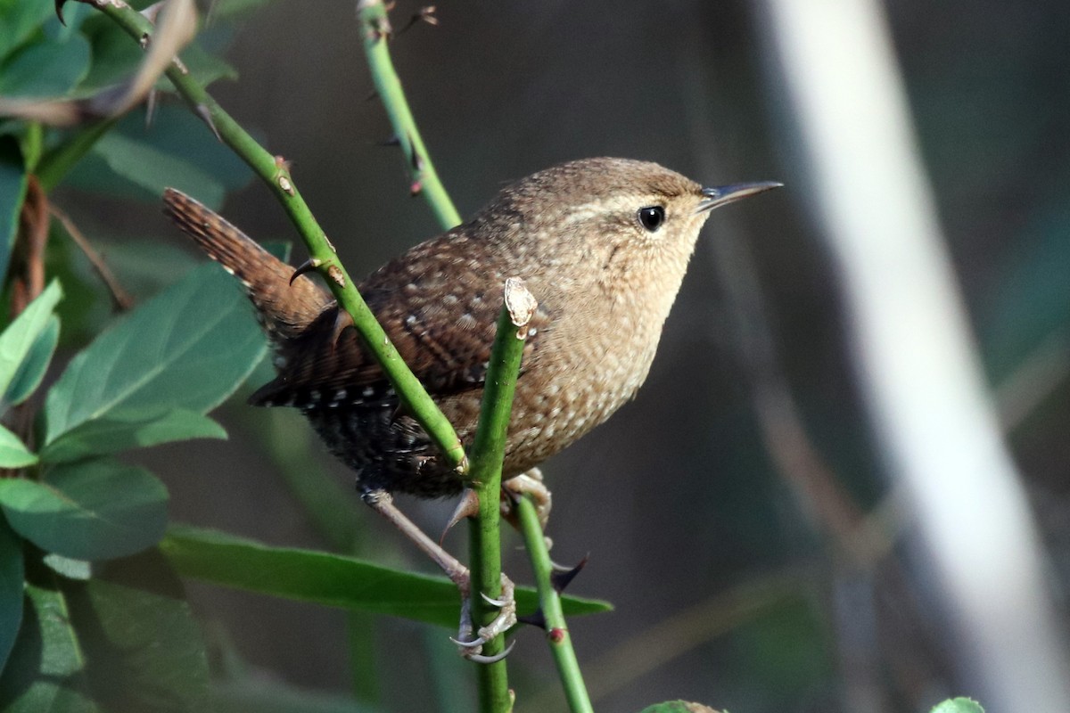 Winter Wren - ML389005161