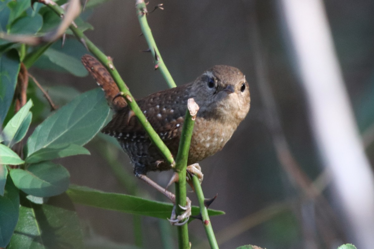 Winter Wren - ML389005271