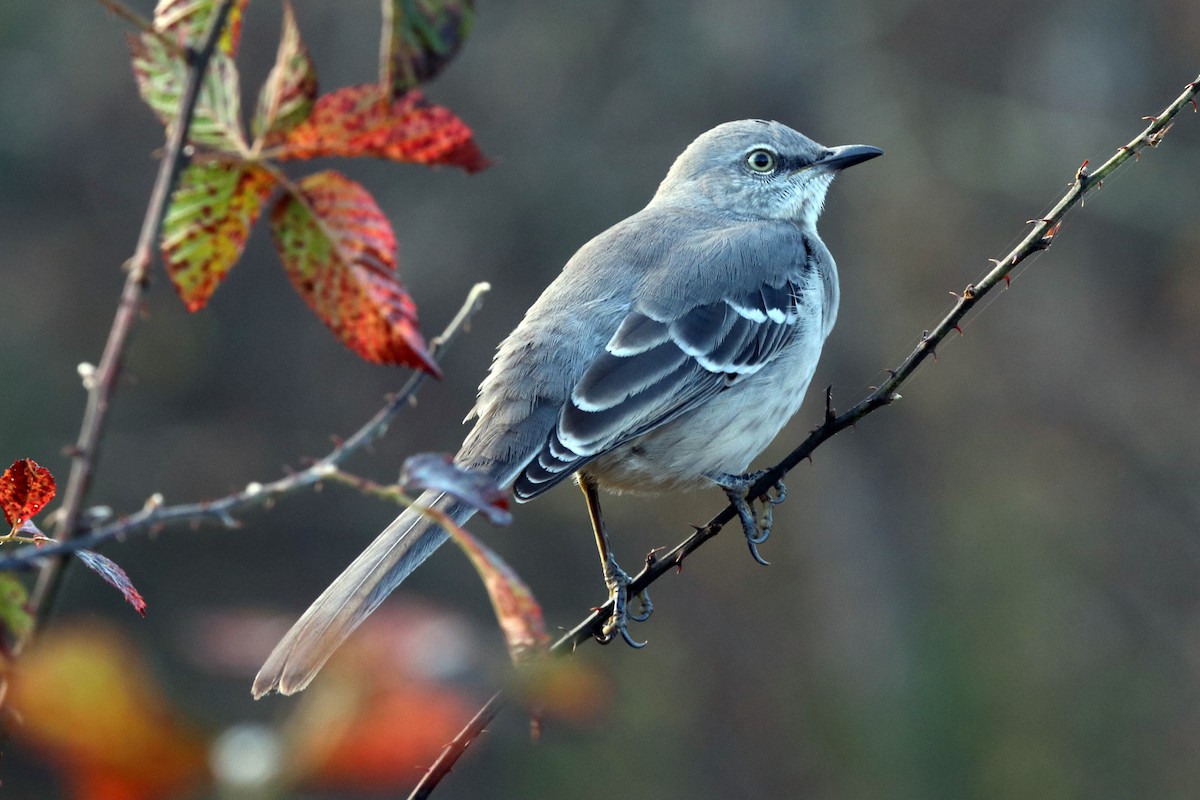 Northern Mockingbird - ML389005321