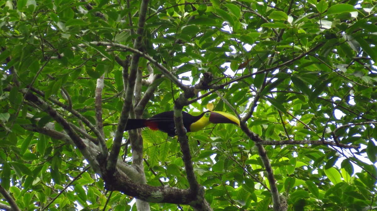 Yellow-throated Toucan - ML38900921