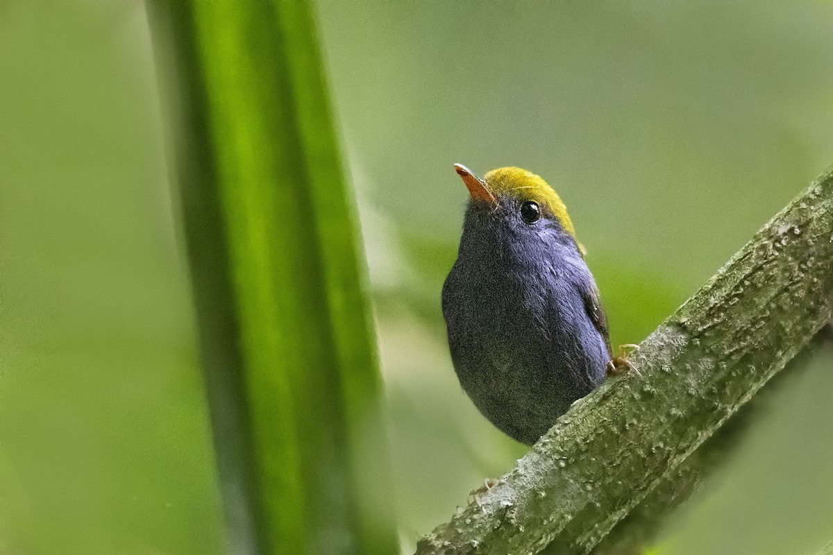 Slaty-bellied Tesia - Arpit Bansal