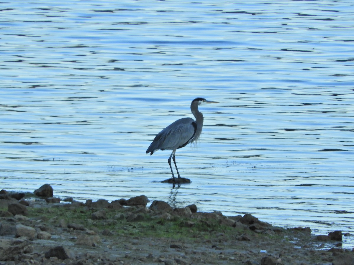 Great Blue Heron - Nina Jones