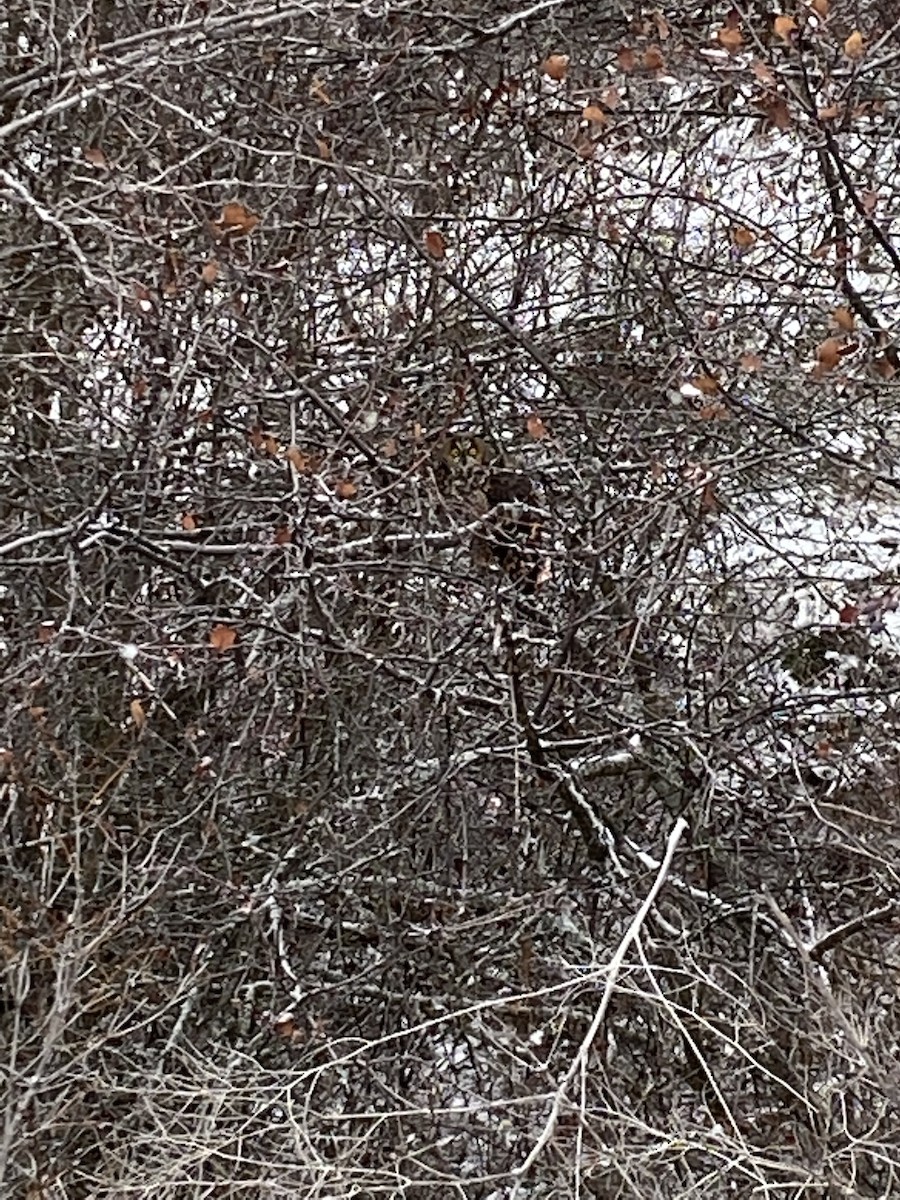 Long-eared Owl - ML389009521