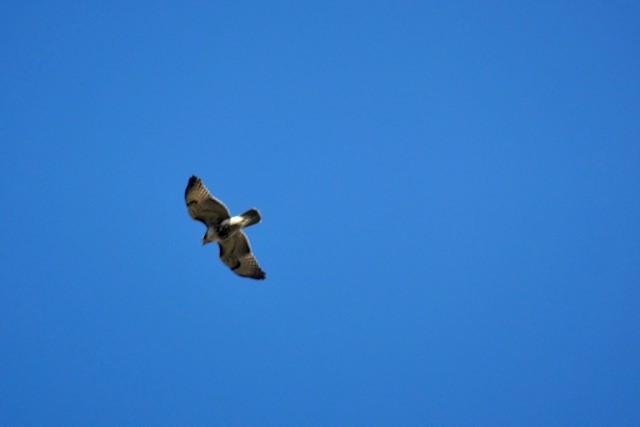 Red-tailed Hawk (abieticola) - ML389009991