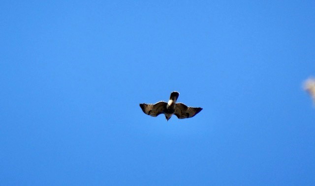 Red-tailed Hawk (abieticola) - ML389010001