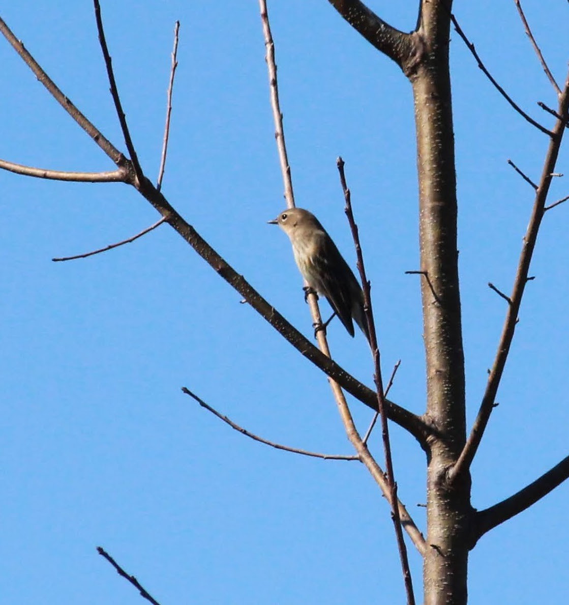 lesňáček žlutoskvrnný (ssp. coronata) - ML389010291