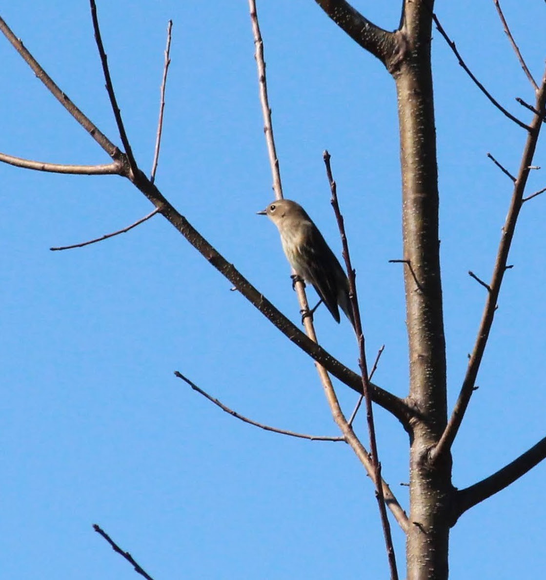 Yellow-rumped Warbler (Myrtle) - ML389010291