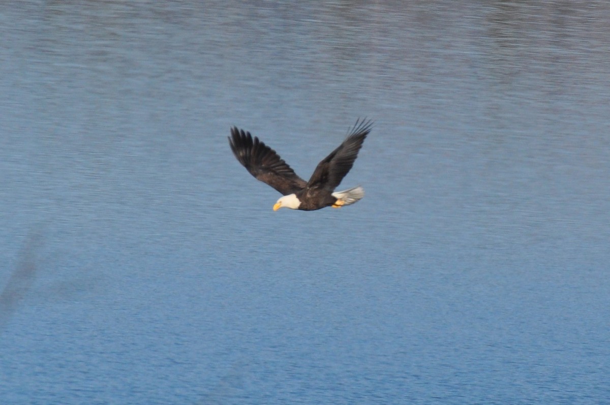 Bald Eagle - Nina Jones