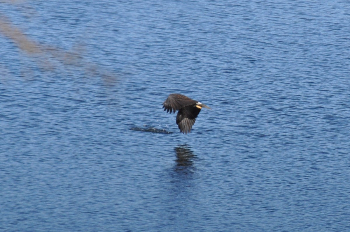 Bald Eagle - ML389010621