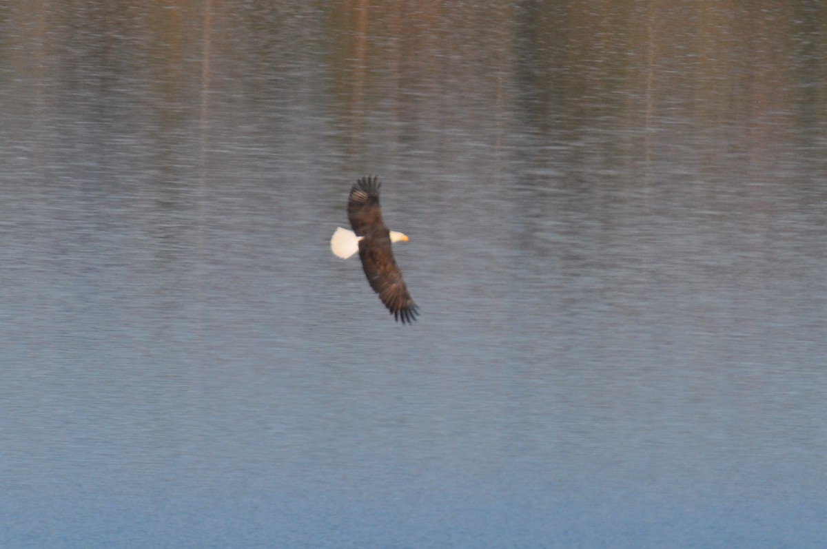 Bald Eagle - Nina Jones