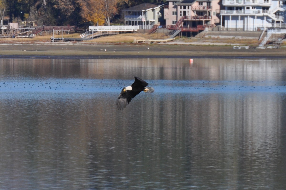 Bald Eagle - Nina Jones