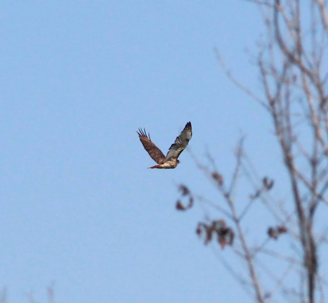 Red-tailed Hawk - ML389010711