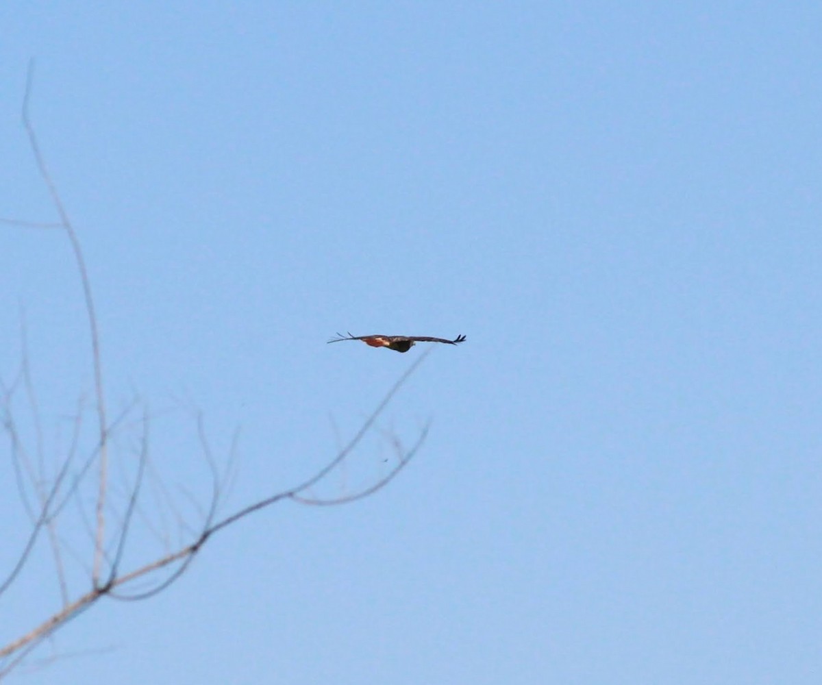 Red-tailed Hawk - ML389010721