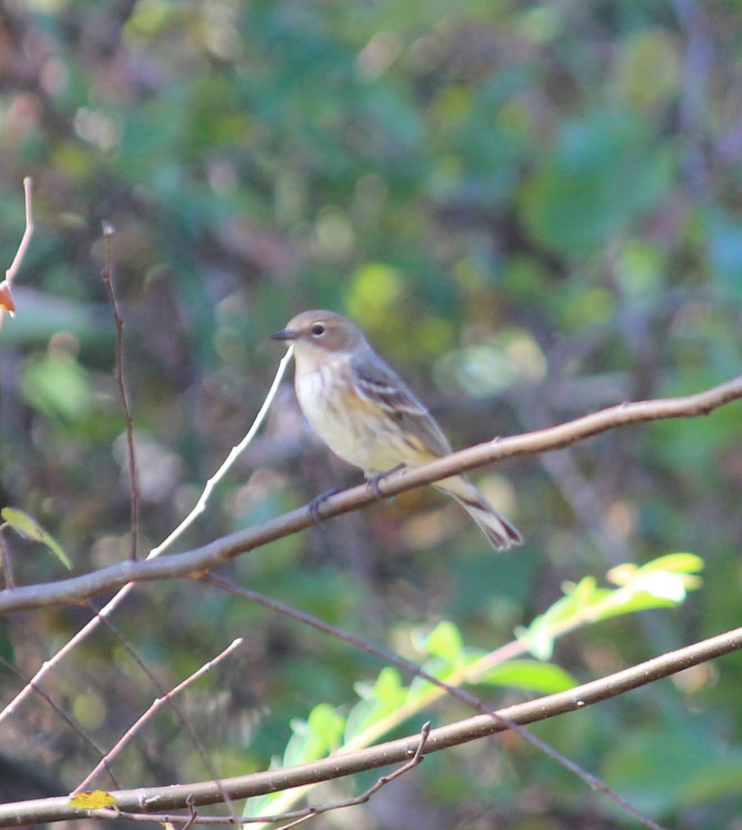 Yellow-rumped Warbler - ML389010831