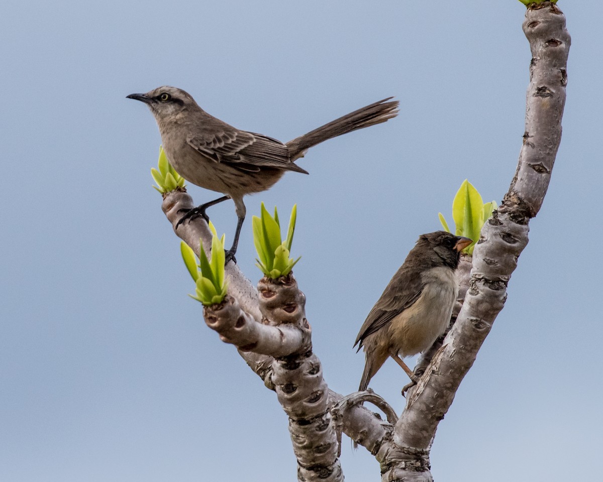 Chalk-browed Mockingbird - ML38901171