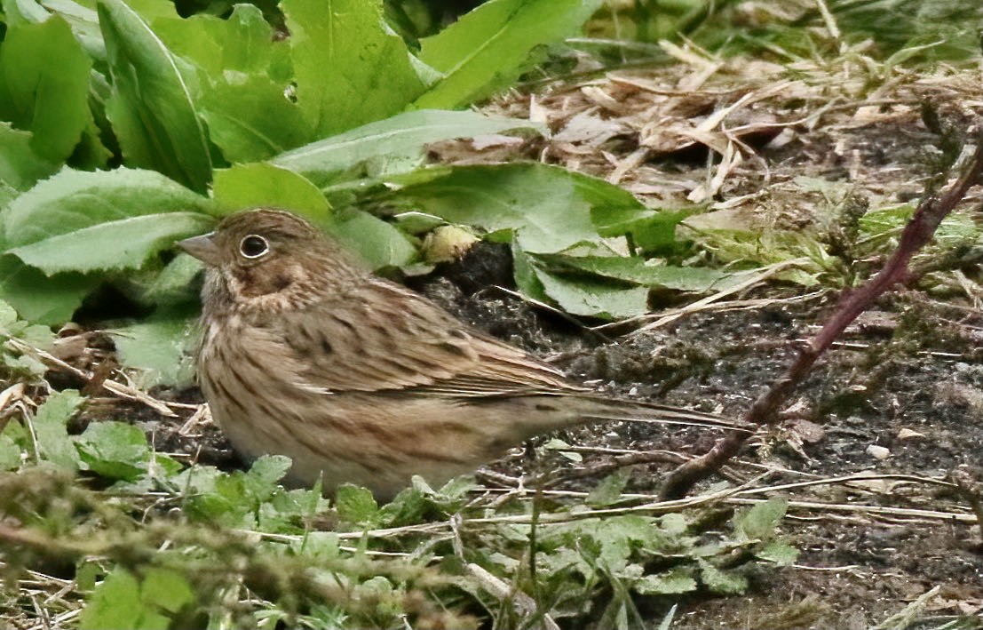 Vesper Sparrow - ML389012741