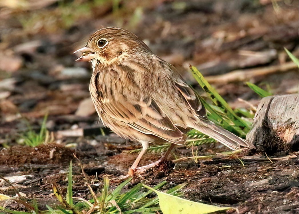 Vesper Sparrow - ML389012751