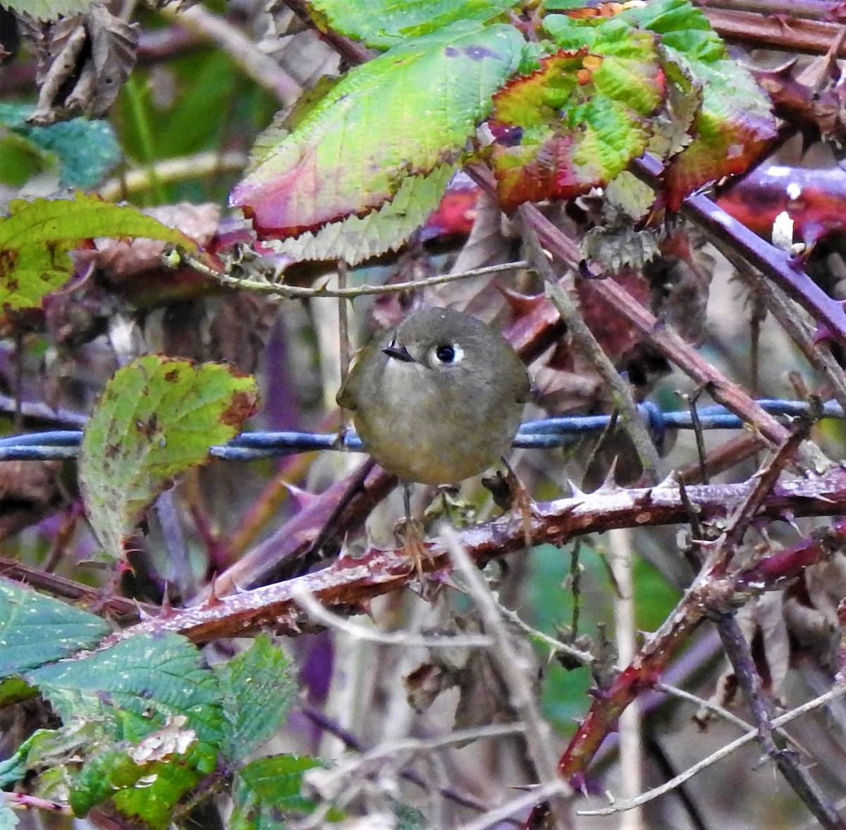 Ruby-crowned Kinglet - ML389013121