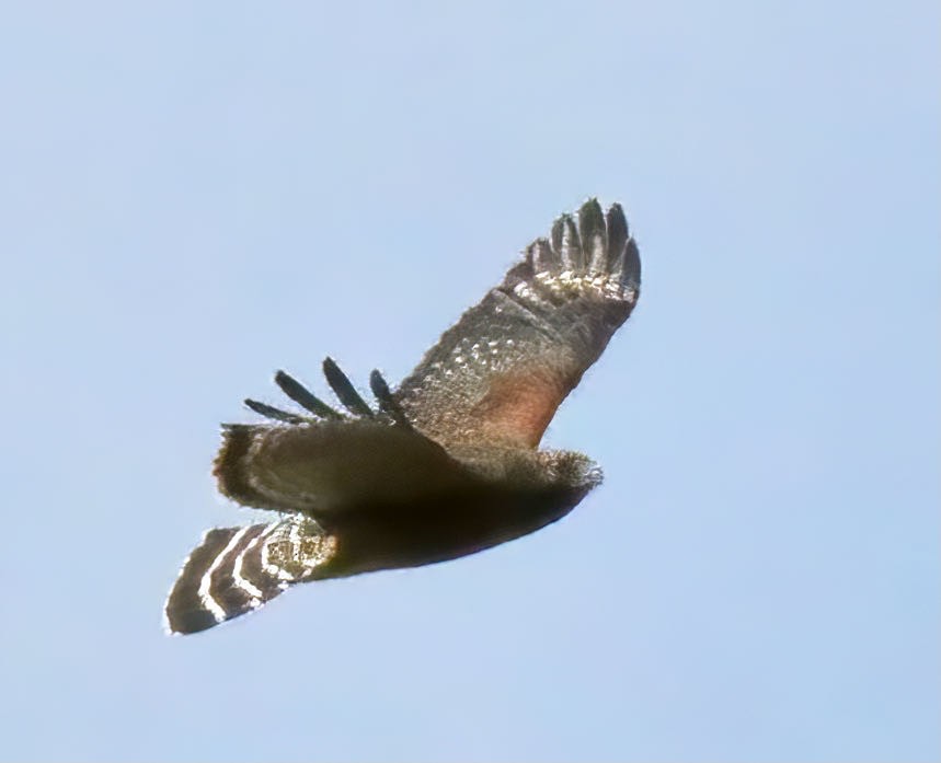 Red-shouldered Hawk - ML389013811